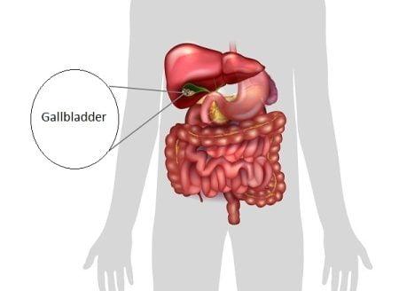 How much does a gallbladder weigh