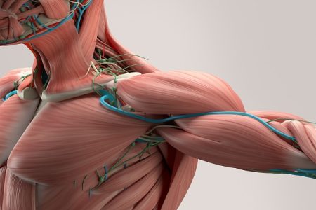 Pinched Nerve in Shoulder: Causes, Symptoms, Treatment