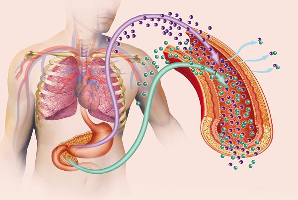 What Are the Causes and Risk Factors for Chronic Kidney Disease?