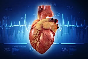Human Heart: Anatomy, Function, Chambers, Location, Facts
