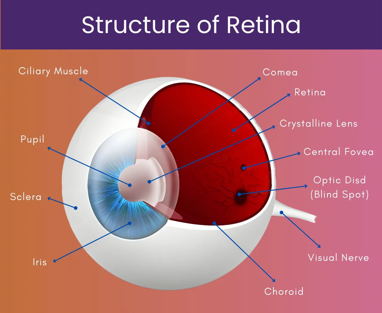 Structure of Retina