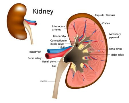 What Are Kidneys?