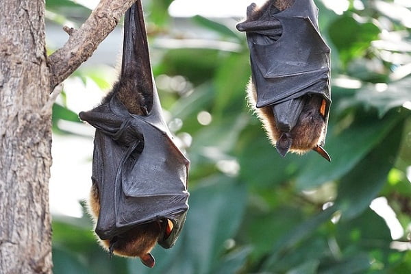 Nipah Virus (NiV) Disease: Symptoms, Prevention, and More