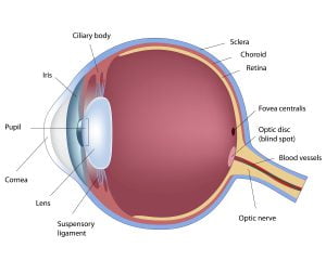 Eye Anatomy