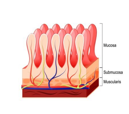 Mucosa