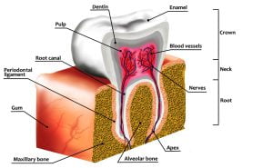 longitudinal sectioning of the tooth