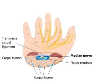 Structure of carpal tunnel
