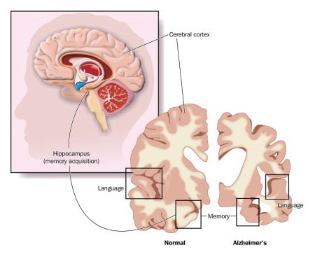 Regions of human brain