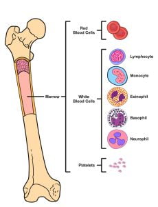 Bone marrow - Blood cells