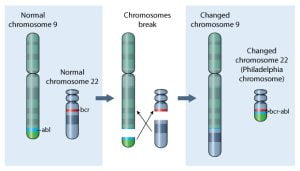 Genetic causes of chronic myeloid leukemia