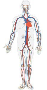 Human body circulatory system