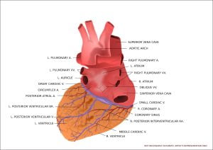 Human Heart