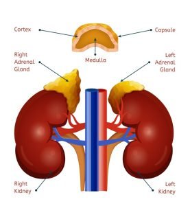 Adrenal glands