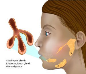 Salivary Gland Structure