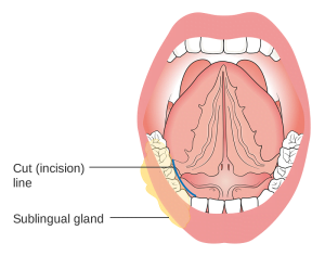 Sublingual salivary gland