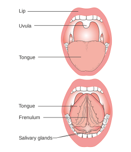 Parts of the mouth