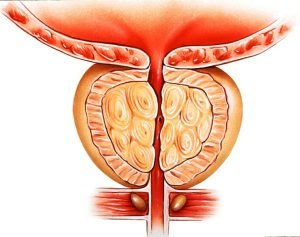 Prostate gland anatomy