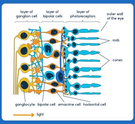 Structure of eye retina