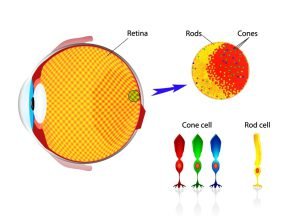 Photoreceptor cells