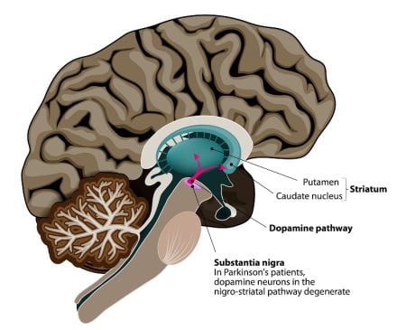 Substantia nigra