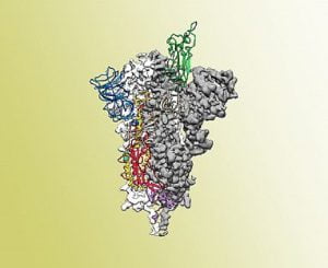 Atomic-level Structure of the SARS-CoV-2 Spike Protein