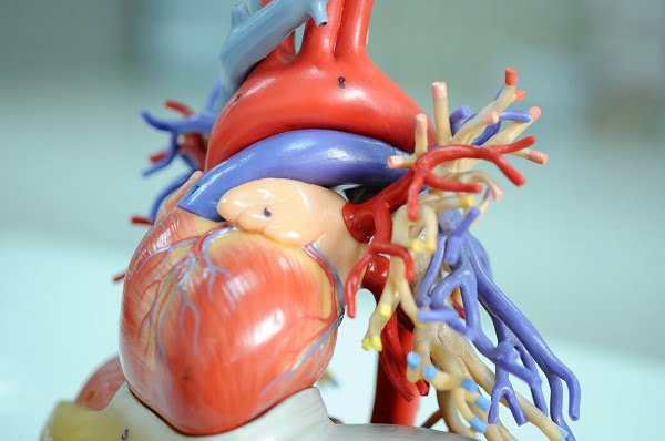 what is coronary heart disease