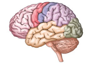 Anatomy and Function of Human Brain