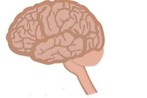 Schizophrenic Brain vs Normal Brain