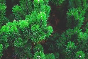 French Maritime Pine Tree Extract Found Effective in Hemorrhoids