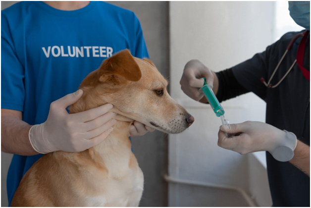 Medicine With Your Pets