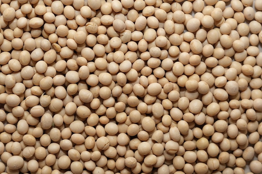 soy bean