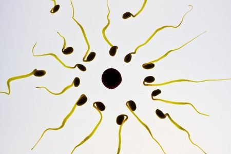 Factors That Affect Fertility: What You Should Know