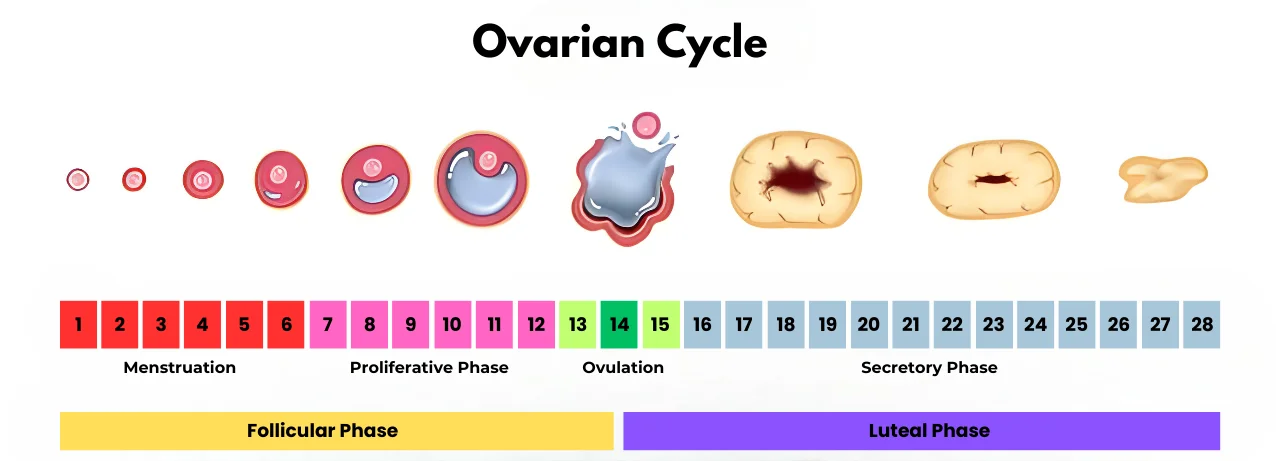 Ovarian Cycle