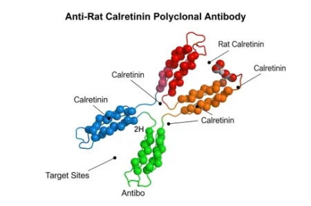 Role of Anti-Rat Calretinin Polyclonal Antibody in Neuroscience Research Anti-Rat Calretinin Polyclonal Antibody